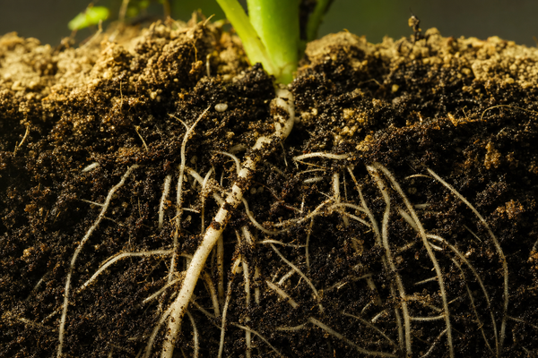 Soil Is the Plant's Gut: The Microbial System Behind Healthy Plants