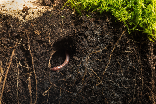 The Soil Food Web: What It Is and Why It Matters to Your Plants