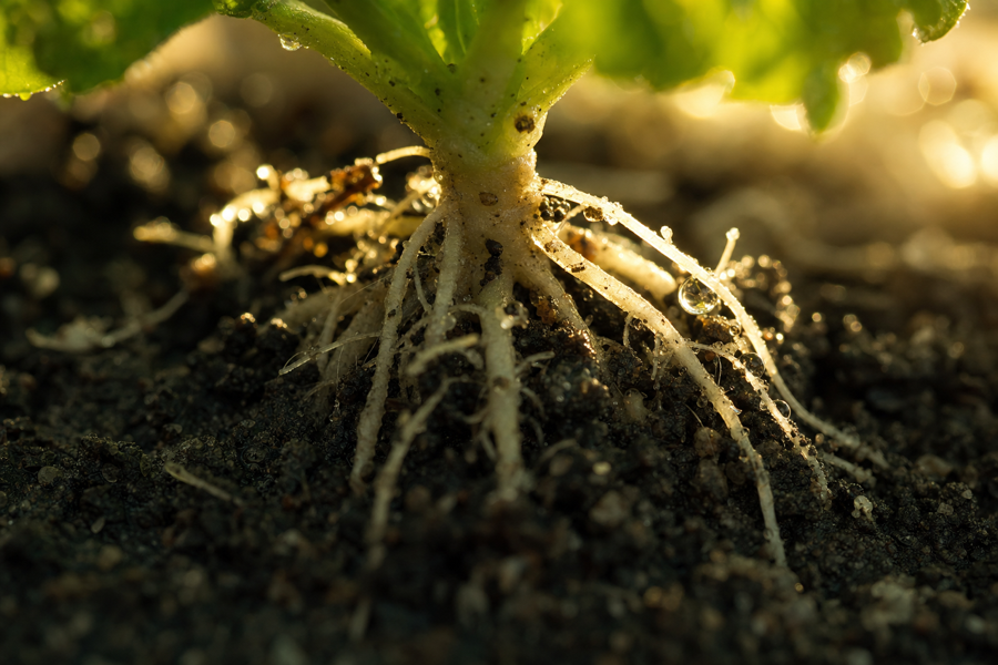 Probiotics for Plants Are Real